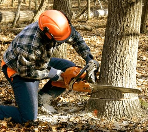 Tree Removal in Pittsburg, IL